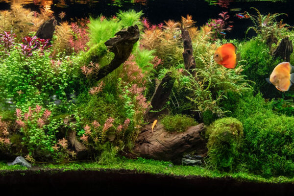 Cultivating Underwater Beauty: A Comprehensive Guide to Aquarium Plants
